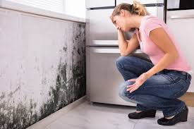 Mold Odor Removal Services in Ansted, WV